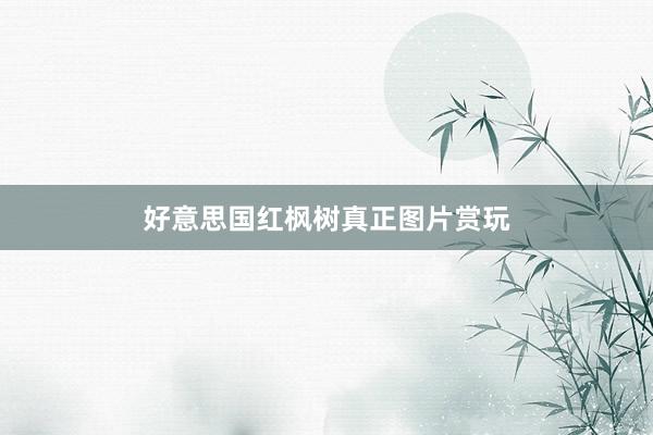 好意思国红枫树真正图片赏玩
