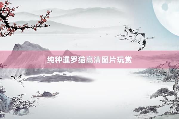 纯种暹罗猫高清图片玩赏